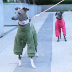 Warm Fleece Dinosaur Dog Jumpsuit - Four-Legged Winter Costume for Italian Greyhounds - Image 4