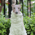 Double-faced Pile High Neck Four-legged jumpsuit Greyhound Clothes - Image 5