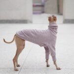 Cotton High Neck Lightweight Fabric Greyhound Clothes - Image 2