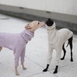 Cotton High Neck Lightweight Fabric Greyhound Clothes - Image 7