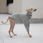 Cotton High Neck Lightweight Fabric Greyhound Clothes - Image 4