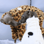 Leopard Print Fleece Dog Pajamas - Warm Four-Legged Jumpsuit for Italian Greyhounds - Image 6
