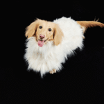 Luxury Shaggy Faux Fur Dog Cape - Warm White Winter Poncho for Italian Greyhounds & Whippets - Image 7