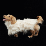 Luxury Shaggy Faux Fur Dog Cape - Warm White Winter Poncho for Italian Greyhounds & Whippets - Image 10