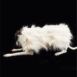 Luxury Shaggy Faux Fur Dog Cape - Warm White Winter Poncho for Italian Greyhounds & Whippets - Image 6