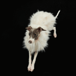 Luxury Shaggy Faux Fur Dog Cape - Warm White Winter Poncho for Italian Greyhounds & Whippets - Image 5