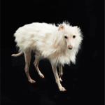 Luxury Shaggy Faux Fur Dog Cape - Warm White Winter Poncho for Italian Greyhounds & Whippets - Image 11
