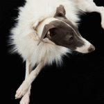 Luxury Shaggy Faux Fur Dog Cape - Warm White Winter Poncho for Italian Greyhounds & Whippets - Image 3