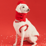 New Year Vest - Red & White Padded Costume for Cats & Small Dogs - Image 3