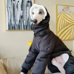 Cotton Pullover design Windproof Greyhound Clothes - Image 13