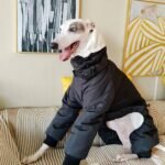 Cotton Pullover design Windproof Greyhound Clothes - Image 14