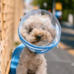 Clear Astronaut Pet Helmet Anti-Bite No-Lick Full Face Muzzle for Small Dogs & Cats