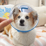 Clear Astronaut Pet Helmet Anti-Bite No-Lick Full Face Muzzle for Small Dogs & Cats - Image 14