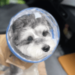 Clear Astronaut Pet Helmet Anti-Bite No-Lick Full Face Muzzle for Small Dogs & Cats - Image 15