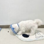 Clear Astronaut Pet Helmet Anti-Bite No-Lick Full Face Muzzle for Small Dogs & Cats - Image 9