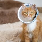 Clear Astronaut Pet Helmet Anti-Bite No-Lick Full Face Muzzle for Small Dogs & Cats - Image 13