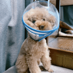 Clear Astronaut Pet Helmet Anti-Bite No-Lick Full Face Muzzle for Small Dogs & Cats - Image 7