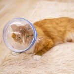 Clear Astronaut Pet Helmet Anti-Bite No-Lick Full Face Muzzle for Small Dogs & Cats - Image 10