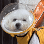 Clear Astronaut Pet Helmet Anti-Bite No-Lick Full Face Muzzle for Small Dogs & Cats - Image 18