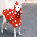 Polka Dot Rain Cape - Waterproof Mushroom-Style Poncho for Small & Medium Dogs - Image 3