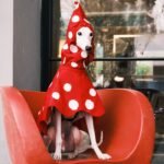 Polka Dot Rain Cape - Waterproof Mushroom-Style Poncho for Small & Medium Dogs - Image 2