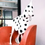 Polka Dot Rain Cape - Waterproof Mushroom-Style Poncho for Small & Medium Dogs - Image 9