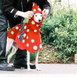Polka Dot Rain Cape - Waterproof Mushroom-Style Poncho for Small & Medium Dogs - Image 4