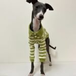 Striped Cotton Knit Dog Polo Shirt - Casual Sweater Tee for Italian Greyhounds & Small Whippets - Image 5