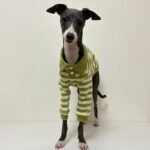 Striped Cotton Knit Dog Polo Shirt - Casual Sweater Tee for Italian Greyhounds & Small Whippets - Image 4