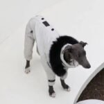 Cotton Pullover design Windproof Greyhound Clothes - Image 6