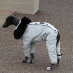 Cotton Pullover design Windproof Greyhound Clothes - Image 3