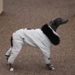 Cotton Pullover design Windproof Greyhound Clothes - Image 5
