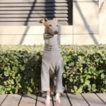 Soft Cotton Jumpsuit - High-Neck Pajamas & Base Layer for Italian Greyhounds & Whippets - Image 2