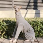 Soft Cotton Jumpsuit - High-Neck Pajamas & Base Layer for Italian Greyhounds & Whippets - Image 5
