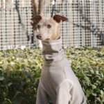 Soft Cotton Jumpsuit - High-Neck Pajamas & Base Layer for Italian Greyhounds & Whippets - Image 3