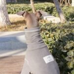 Soft Cotton Jumpsuit - High-Neck Pajamas & Base Layer for Italian Greyhounds & Whippets - Image 4