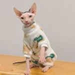 Bear Print Cat Sweatshirt - Double-Sided Flannel Pullover for Hairless Sphynx Cats - Image 2