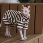 Striped Cat Sweater - Warm Knitted Pullover for Hairless Sphynx Devon Cats - Image 2