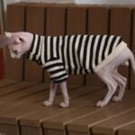 Striped Cat Sweater - Warm Knitted Pullover for Hairless Sphynx Devon Cats - Image 5