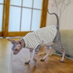 Striped Thermal Cat Shirt - High-Stretch Fleece-Lined Base Layer for Hairless Sphynx Cats - Image 2