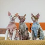 Striped Thermal Cat Shirt - High-Stretch Fleece-Lined Base Layer for Hairless Sphynx Cats - Image 4