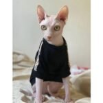 Cotton Modal Cat T-Shirt - Lightweight Base Layer Shirt for Hairless Sphynx Devon Cats - Image 5