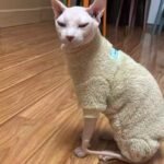 Thickened Fleece Cat Jumpsuit - Warm Four-Legged Winter Clothes for Hairless Sphynx Devon Cats