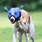 Dog Fly Mask | Breathable Mesh Eye Shield, Insect & Fly Protection with Unobstructed Vision - Image 3