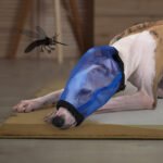 Dog Fly Mask | Breathable Mesh Eye Shield, Insect & Fly Protection with Unobstructed Vision - Image 4